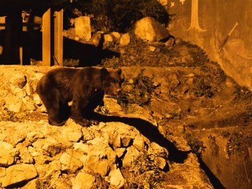 広島市安佐動物公園で 納涼 ナイト サファリ 開催中 9月4日 日 までの土 日