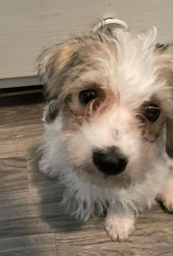 Lost Dog - Shih Tzu - Male - Long Lake

Date Lost: 2022-09-02  
Dog's Name: Chester  
Breed of Dog: Shih Tzu  
Gender: Male  
Closest Intersection: N Brown Rd, Long Lake, Hennepin County, MN, US, 55356.  
Zip Code: 55356  
Color: White/Brown  
Dog's Age:… facebook.com/pages/p/337436…