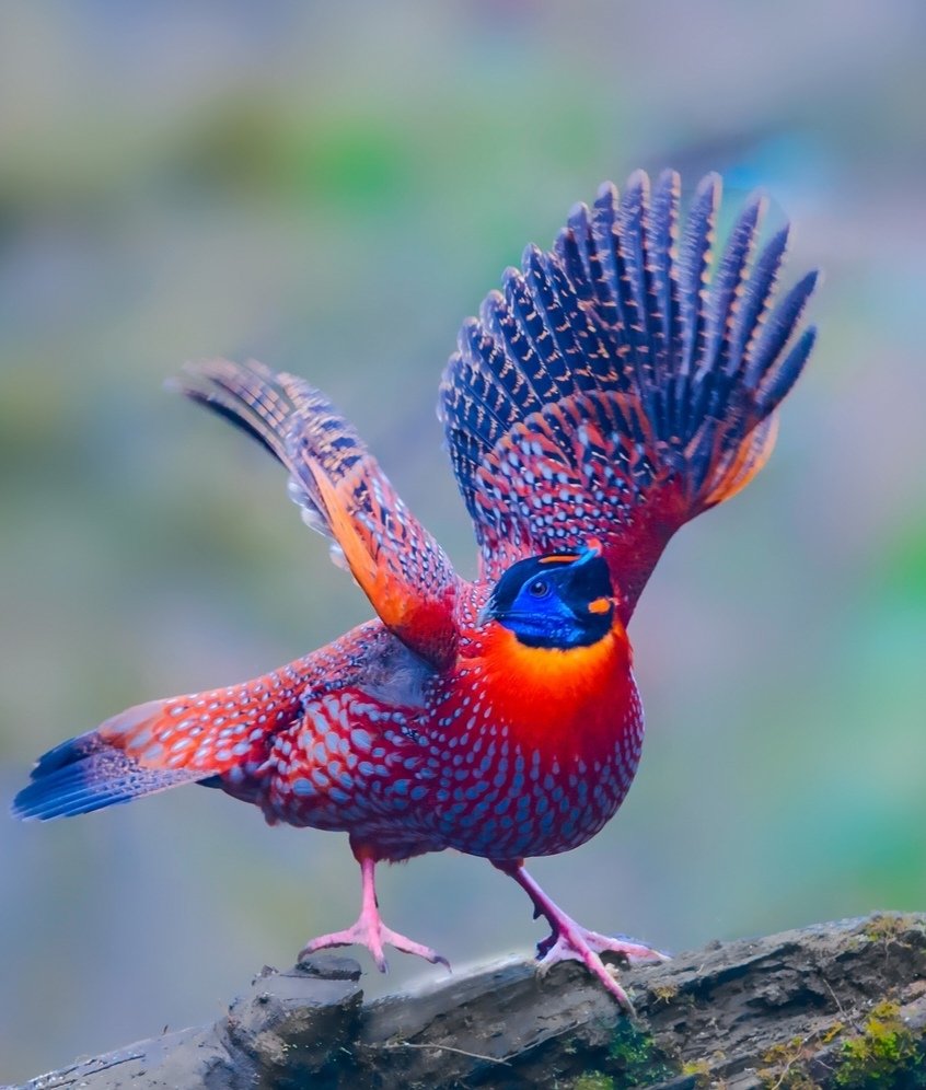 new zealand birds list