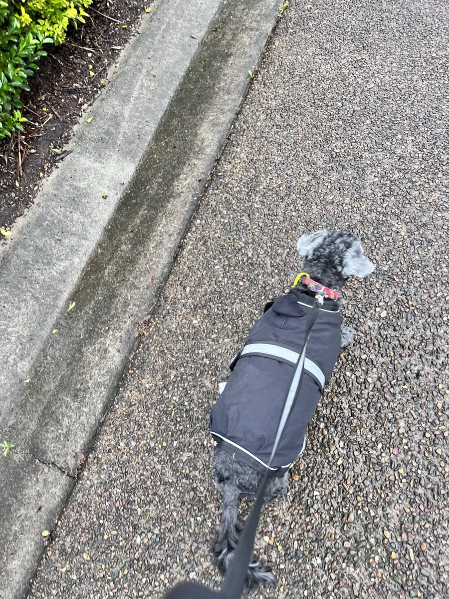 Lesley McDermid 🇦🇺 tweet media