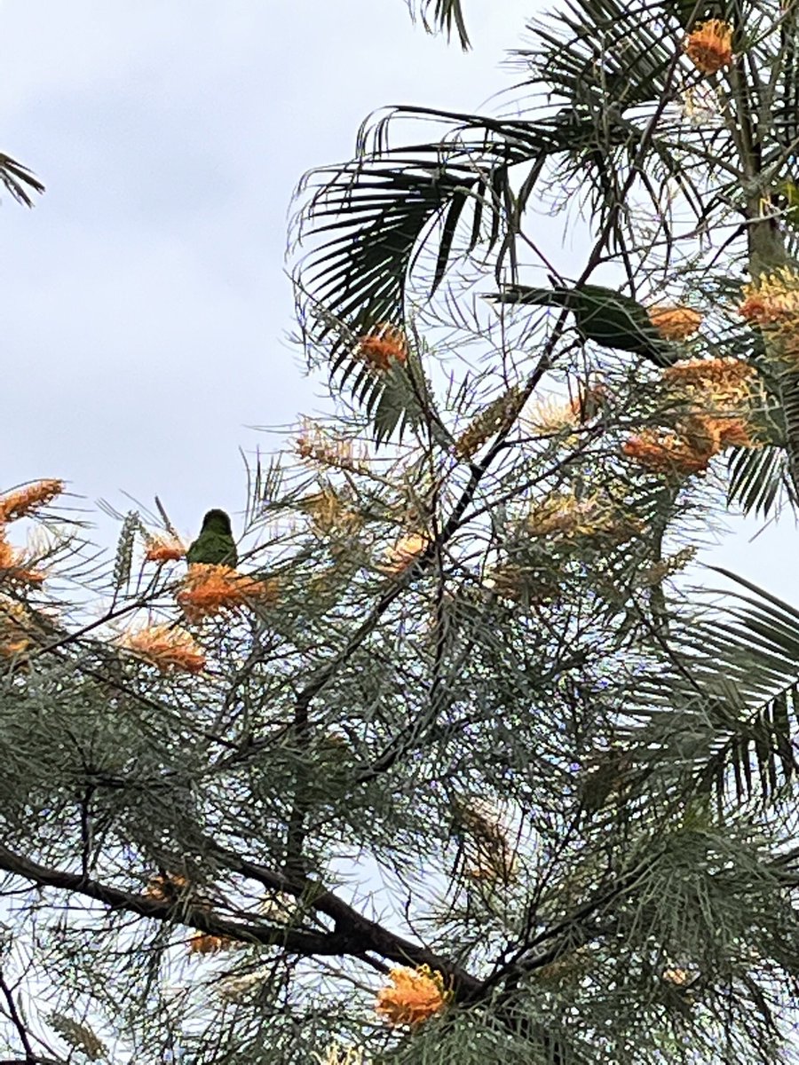 Lesley McDermid 🇦🇺 tweet media