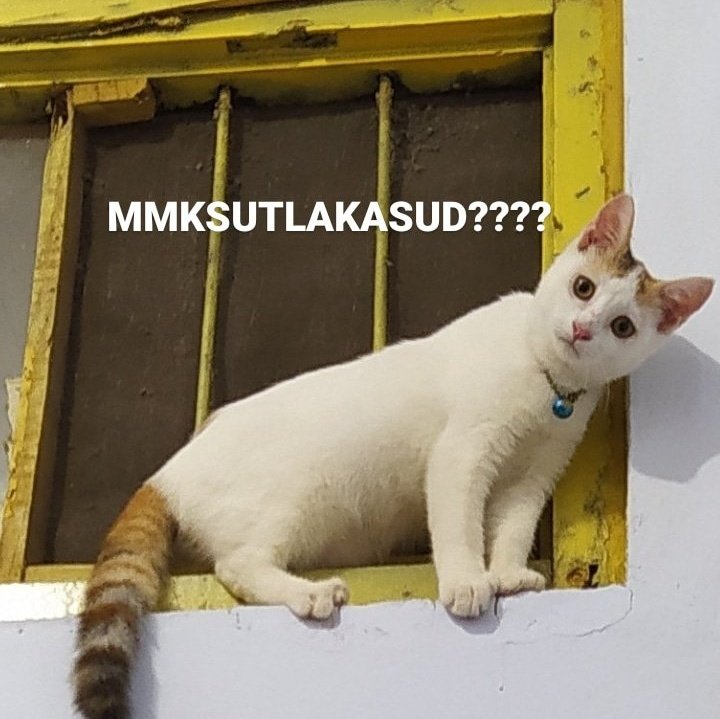 kochengfs's tweet photo. 🐈‍⬛ Lagi sedih nih, boleh drop meme kucing andalan kalian dong, pengen ketawa nih!
Tia, meow https://t.co/bRVYf7g4c8