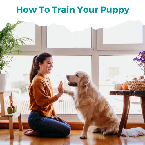 Kosalawarnasur1's tweet photo. How To Train Your Puppy
https://t.co/I5LxUrkT51 https://t.co/6J7L10M9CQ