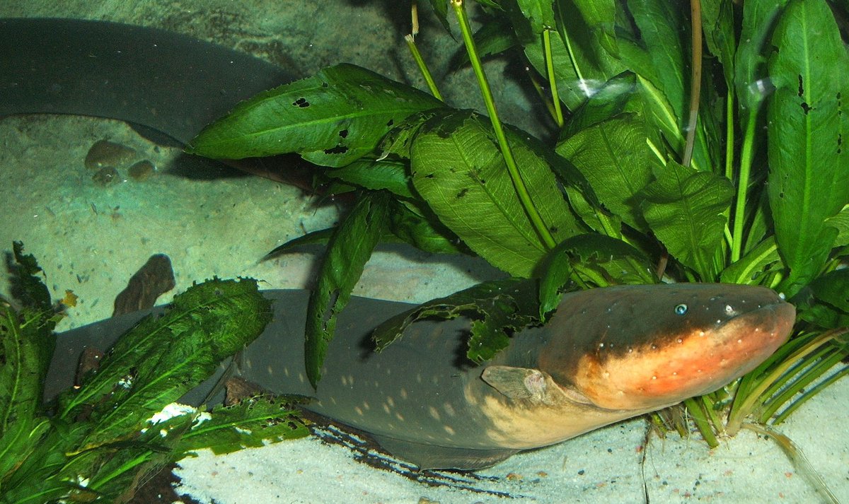 AnimalFactHub's tweet photo. The electric eel is the most shocking out of all the animals that are able to shock

They are able to produce a max shock of 600 volts and 1 ampere 

They are also not eels but a member of the knifefish family 

#animals #facts https://t.co/XbtE4AGEmB
