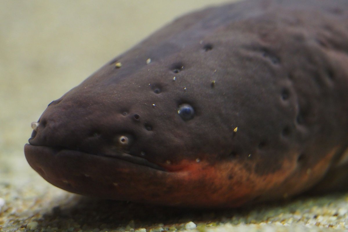 AnimalFactHub's tweet photo. The electric eel is the most shocking out of all the animals that are able to shock

They are able to produce a max shock of 600 volts and 1 ampere 

They are also not eels but a member of the knifefish family 

#animals #facts https://t.co/XbtE4AGEmB