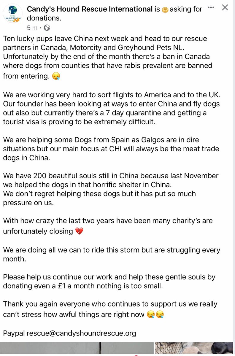 CandyCaneRescue's tweet photo. We have some news regarding some of our #pups in China 🐾💜
10 lucky pups will be traveling to Canada and joining our partners @GreyhoundPetsNL and Motorcity 😊💜

Please read the post below and if you can help us with the #dogs #hounds #greyhounds that are in China please do https://t.co/v0fysvIQRP