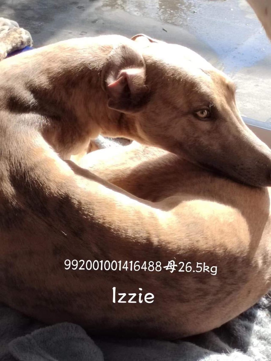 Candy's Hound Rescue International (@candycanerescue) on Twitter photo We have some news regarding some of our #pups in China 🐾💜
10 lucky pups will be traveling to Canada and joining our partners <a href="/GreyhoundPetsNL/">Greyhound Pets NL</a> and Motorcity 😊💜
Please read the post below and if you can help us with the #dogs #hounds #greyhounds that are in China please do We have some news regarding some of our #pups in China 🐾💜
10 lucky pups will be traveling to Canada and joining our partners <a href="/GreyhoundPetsNL/">Greyhound Pets NL</a> and Motorcity 😊💜
Please read the post below and if you can help us with the #dogs #hounds #greyhounds that are in China please do