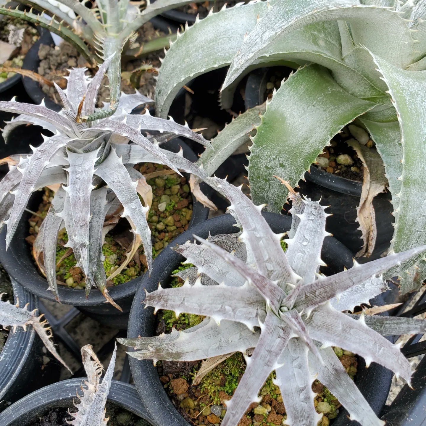 にんにん Dyckia Maniax ディッキア マニアックス Ninninbgc Twitter