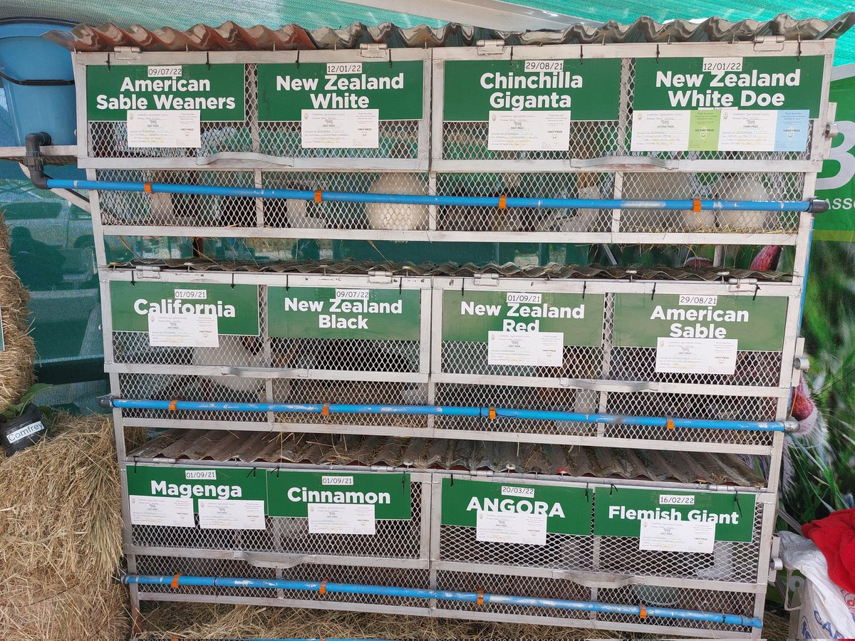 RabbitZimbabwe's tweet photo. Today is day 6 and the last day to see the award winning pure breed rabbits being showcased by Zimbabwe Commercial Rabbit Breeders Association . Visit our stand today.
#rabbitfarming #zicorba #letsmakezicorbagreat https://t.co/jkuMpNb7mA