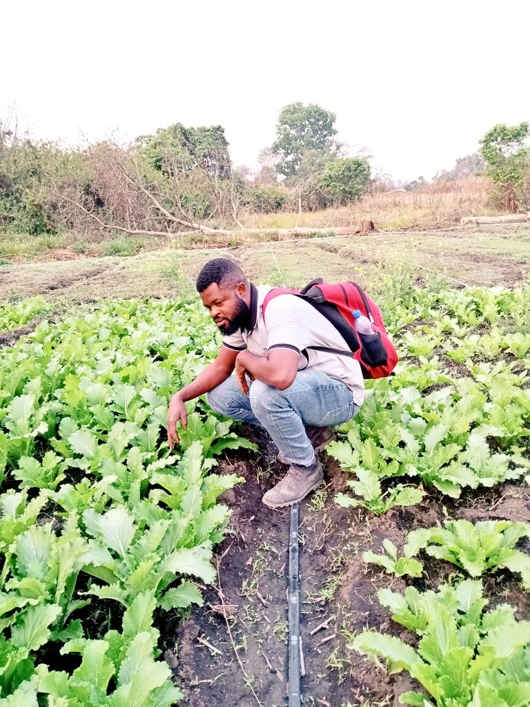 Mr tomate 🍅 tweet media