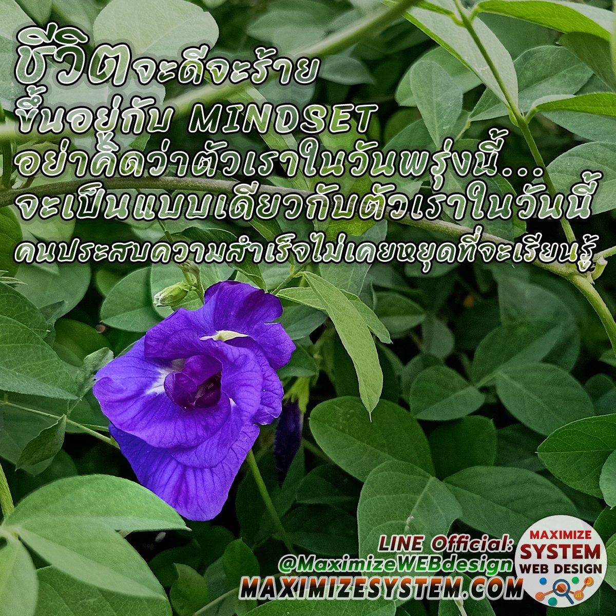 MaximizeSystem's tweet image. 🤘🏼ชีวิตจะดีจะร้ายขึ้นอยู่กับ #Mindset
🤘🏼ตัวตนของเราจะเป็นอย่างไร?!?
🤘🏼อนาคตจะเป็นอย่างไร?!?
🫰ขึ้นอยู่กับ Mindset เป็นหลัก!!
💢หาก Mindset ดี ก็จะส่งผลให้ตัดสินใจได้ดี ชีวิตก็จะดี
.

➣ maximizesystem.com
.
◉ SINCERELY,

➣ kunsuechaiwat.tht.me