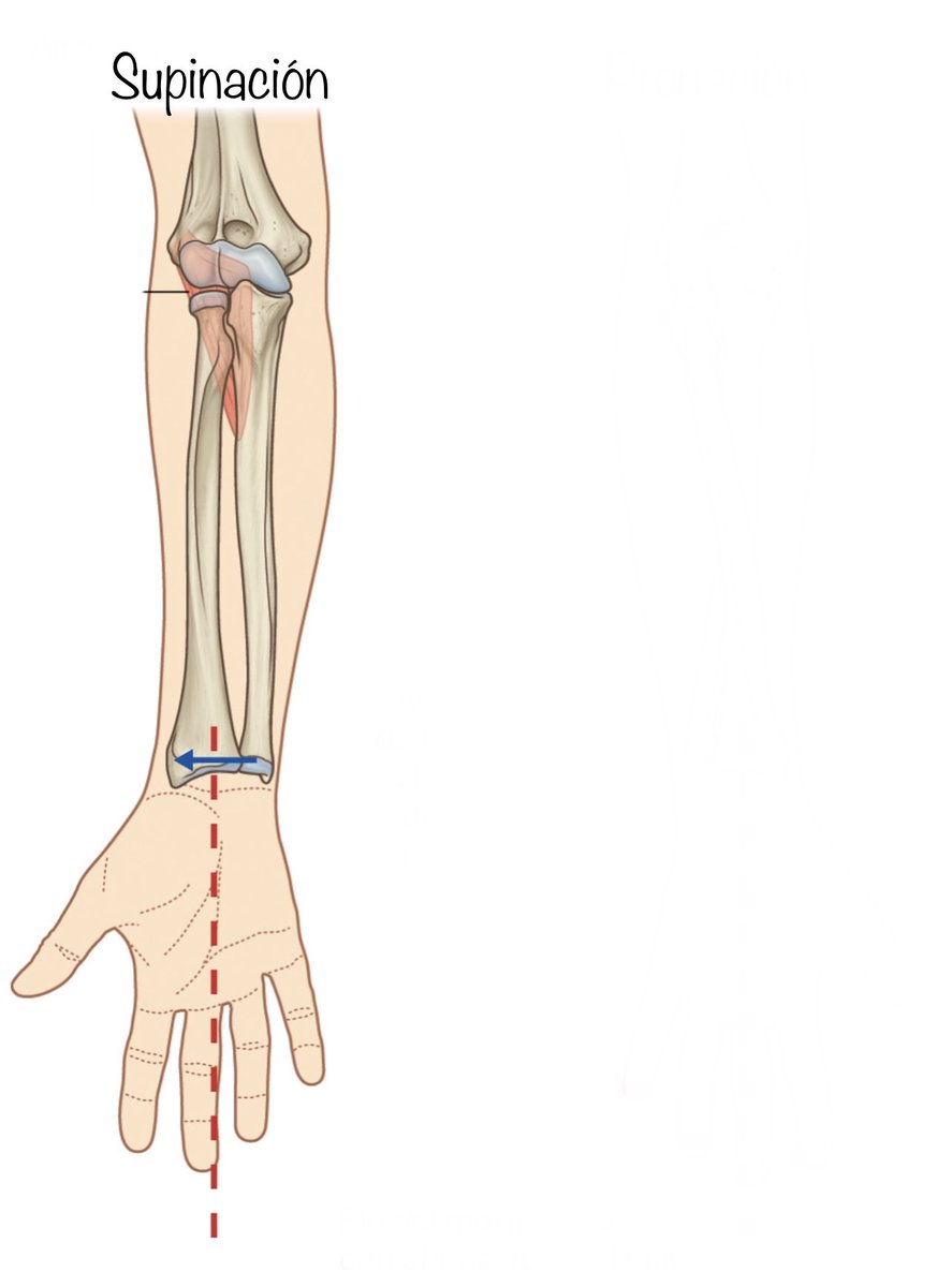 PasionAnatomia's tweet photo. #RespuestaCorrecta ⤵️
En #PosiciónAnatómica las palmas de las manos deben mirar hacia delante ➡️ mano en #supinación. En esta posición se visualizan al completo el #cúbito (#ulna)y el #radio. ¿Qué pasaría si las palmas estuvieran orientadas dorsalmente? #MicroHilo 🧵⤵️ https://t.co/Oil3TP6ico