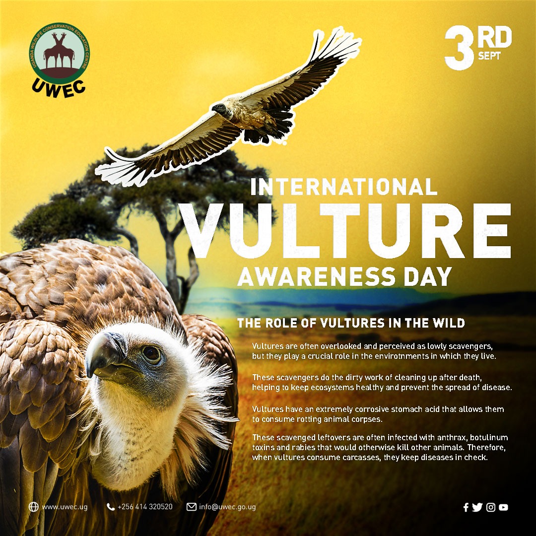 7 of Africa’s 10 vulture species are now listed as endangered or critically endangered. They are the unintended victims of livestock growers who illegally use pesticide-laced car­casses to kill off predators that threaten their herds, such as lions, hyenas.
#VultureDay