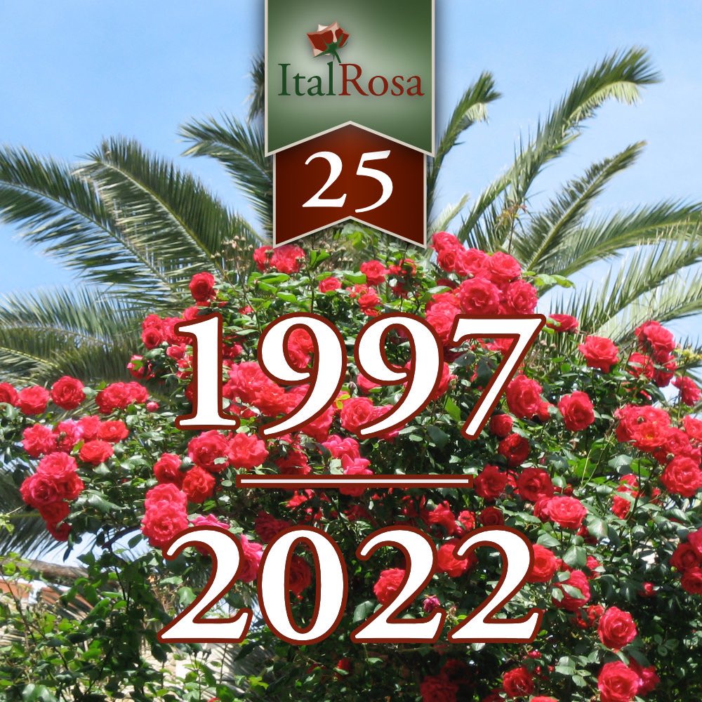 Het is bijna zover: volgende week gaan we studeren in Bologna. Een heel bijzonder moment in het 25-jarig bestaan van ItalRosa, maar niet het enige.
Ik schreef een tweede #blog over hoogtepunten uit een kwart eeuw ItalRosa: italrosa.nl/blog/?item=37&… 
#jubileum #italrosa25anni