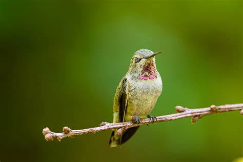 amnalicious_10's tweet photo. National Hummingbird Day is celebrated on the first Saturday in September every year and this year it falls on September 3 https://t.co/Eh8PeZ8QtP
