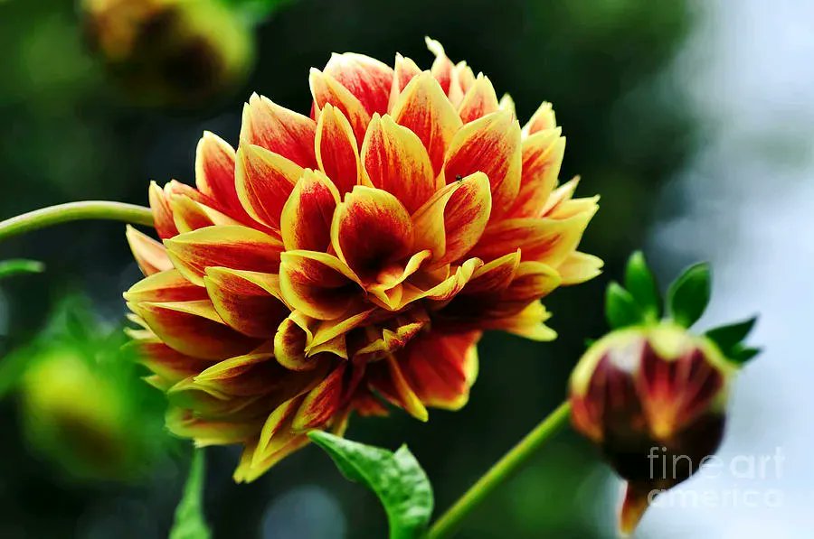 KayeMenner's tweet photo. #Red And #Yellow #Variagated #Dahlia Print by Kaye Menner #BuyIntoArt #prints #lovely #products at https://t.co/maGHyyrhUd
#dahliaart https://t.co/93lM4iBXSA