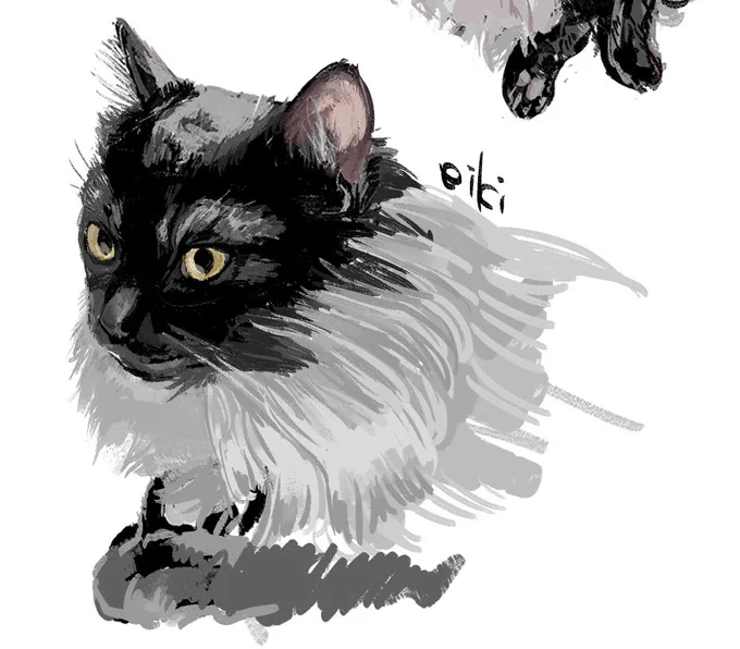 猫 