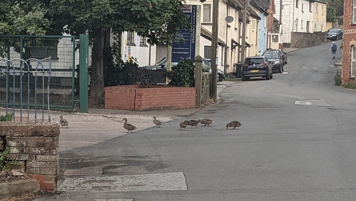 mddclowerculm's tweet photo. This mornings traffic update from uffculme ..Earlier heavy pedestrian footfall has now eased !! All safely across https://t.co/NNSCwEo74s