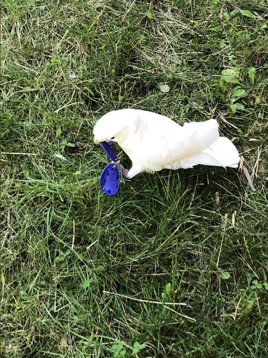 Kicking off Saturday morning…
Cockatoos: 1
Poppy: 0