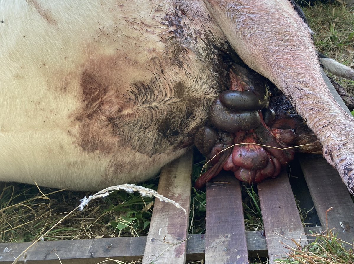bhietberg's tweet photo. Vannacht om half 1 werd een angstkreet van dit dier gehoord, vanochtend dood aangetroffen. Na de fijne beleefde reacties van Twitteraars op de vorige koe gewonde koe waarover ik berichte zal ik me maar niet uitlaten over de vermoedelijke oorzaak. Verdrietig wordt ik er wel van https://t.co/ty9QFaQM4i