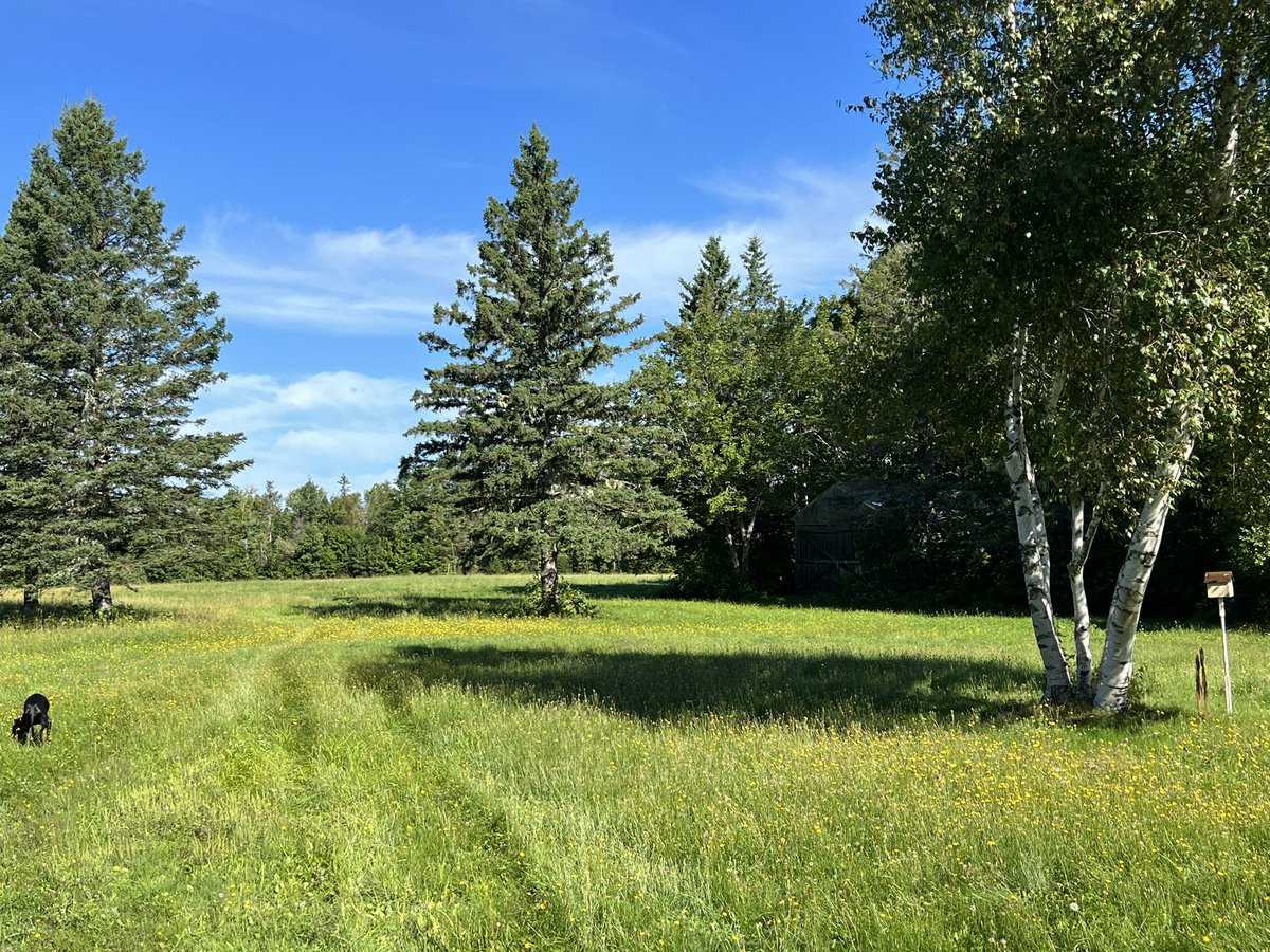 Morning Maine peace.