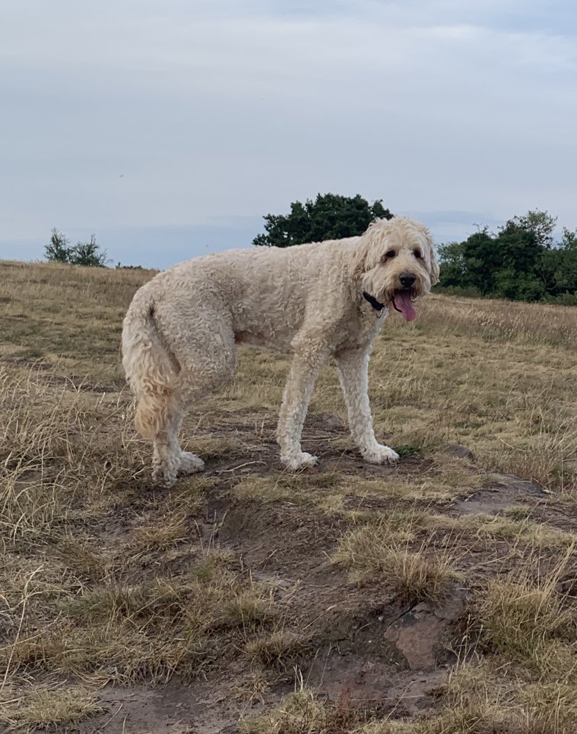 Sarah_Harvey35's tweet photo. RIP my lovely Dougie, the most loyal, gentle and playful boy, I will miss you so very much 💔 https://t.co/PMflYrBP0x