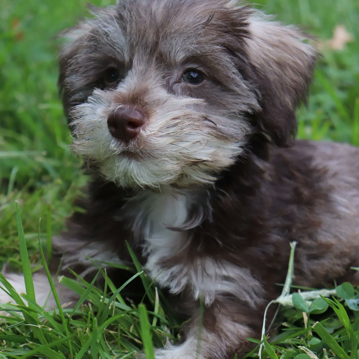 ShilohDyre's tweet photo. BENJI PERSEUS HAS LANDED!
My little dude is home!!

#minischnauzer #puppy #puppies #Dog #dogsoftwitter #pets #pet #petsoftwitter https://t.co/rtq8GZ7Ota