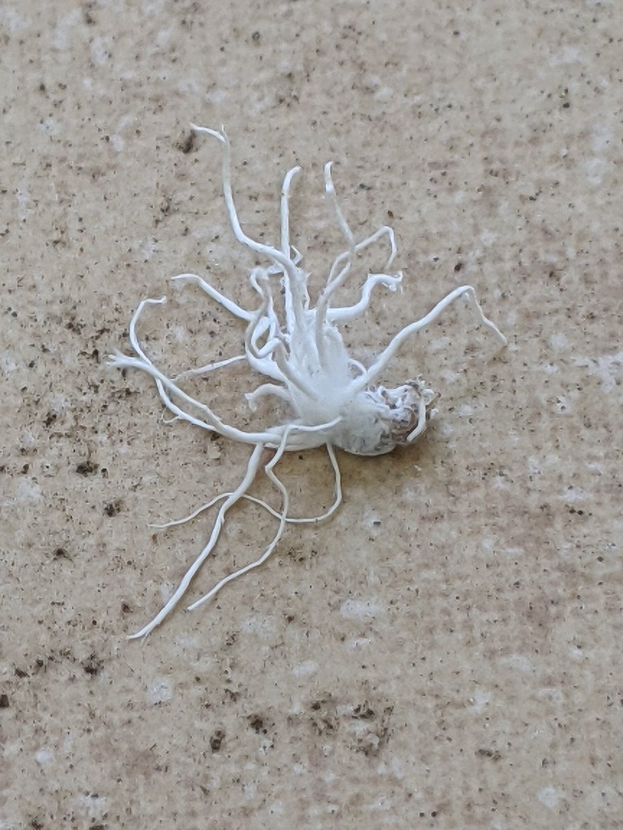 dillonmozingo's tweet photo. Wtf are these? https://t.co/YFh88Wexst