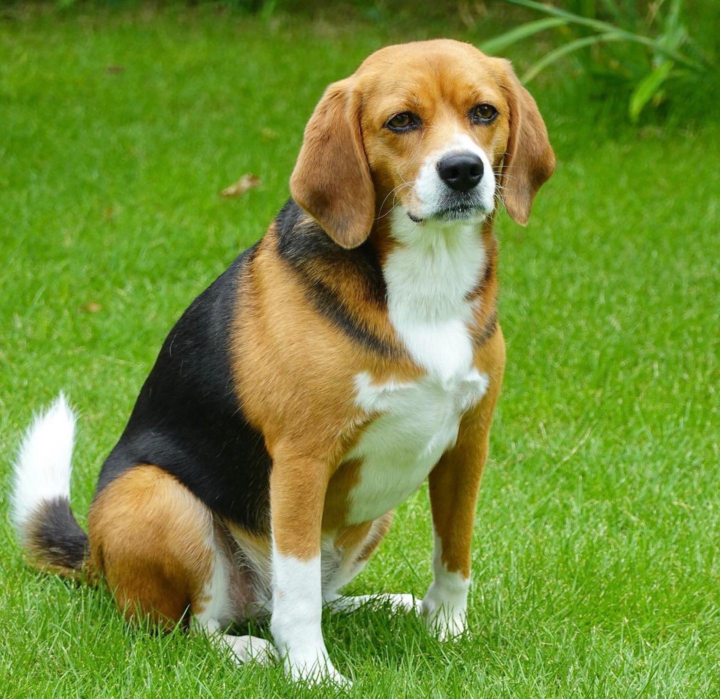 犬描きびよよん Beagles Manga Twitter