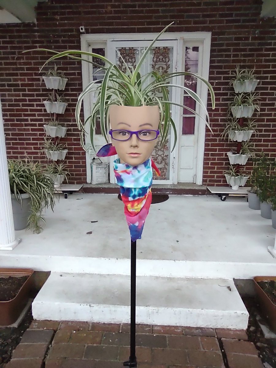 bastard_plant's tweet photo. Oh sure... Tell me to sleep in while you sneak off to #TwoCrows Market without me! #plantlife sucks when you don't have legs! https://t.co/5mXMwrD5yV