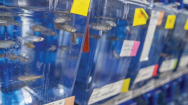 ZebrafishRock's tweet photo. The first international conference that focused on #zebrafish was convened in 1990. Sponsored by @NIH and @NSF, the gathering of ∼40 scientists sought to evaluate the research potential of the tiny fish. Today, more than 1,500 zebrafish labs exist worldwide. #ZebrafishFunFacts https://t.co/iZhV3N9gfe