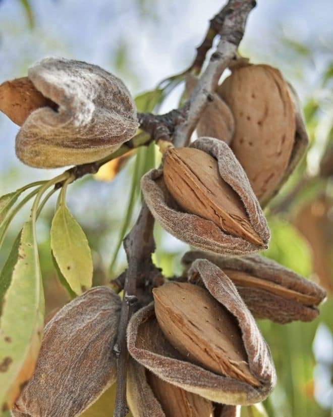 DALuv_e_Kashmir's tweet photo. Kashmiri Almonds...🍁🥰🍁 https://t.co/l9ahvhWh0R