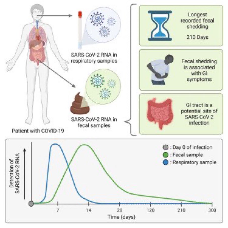 🦠Restos de #Coronavirus en heces #Gastrointestinal #Shedding 

➡️86% de los niños tenían persistencia de RNA viral después de 70 días de #COVID en heces
➡️Se ha encontrado restos después de 10 meses 
➡️No se ha descartado contagio vía orofecal (agua contaminada)
Ref. En🧵