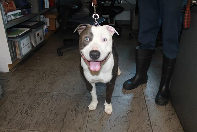 ¡Hola! My name is Bentley and I am an unaltered male, gray and white Mix… petharbor.com/pet.asp?uaid=L…