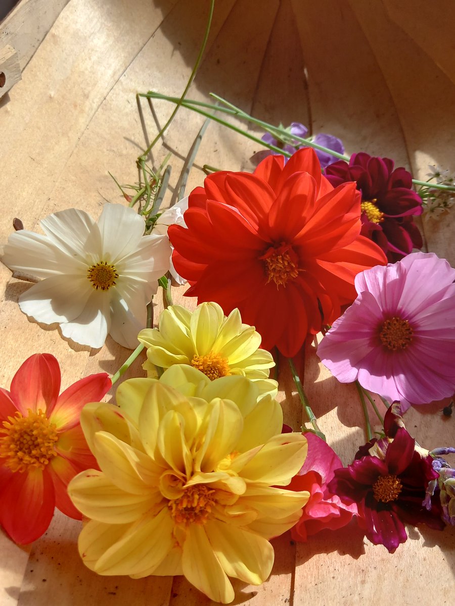 RobinsRoses's tweet photo. I'm loving my late summer flowers💖.
#flowes #GardeningTwitter #garden https://t.co/XhE4mT4mBg