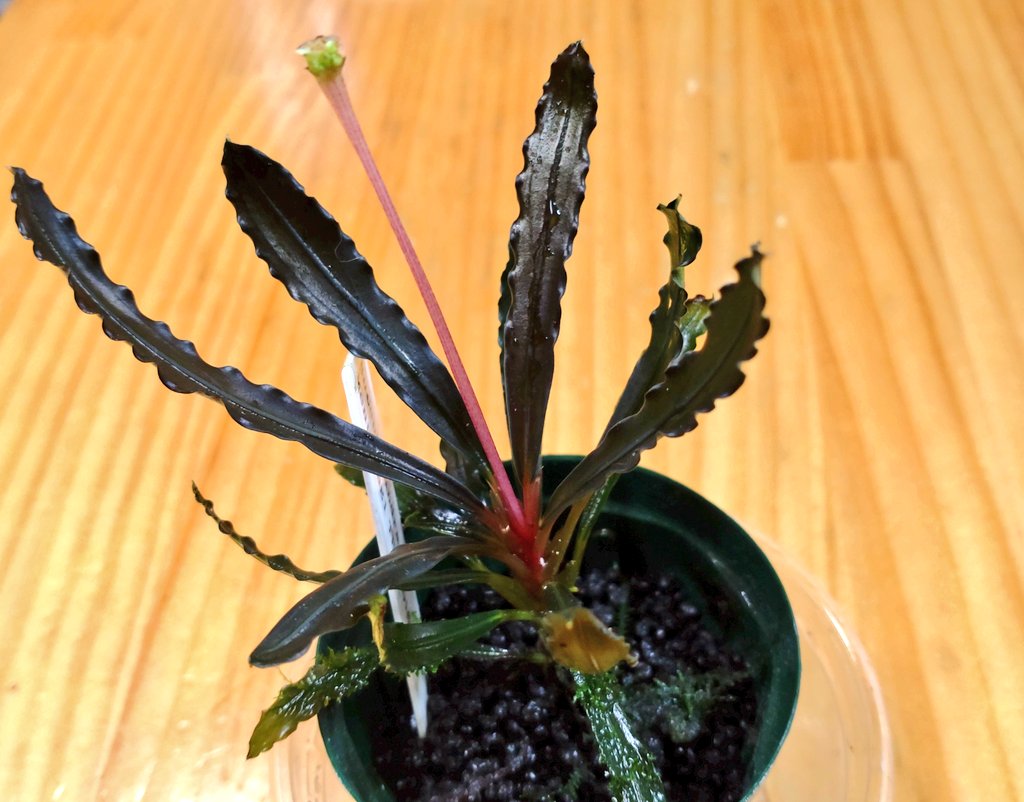 はねっこ Hanekko Sp Twitter