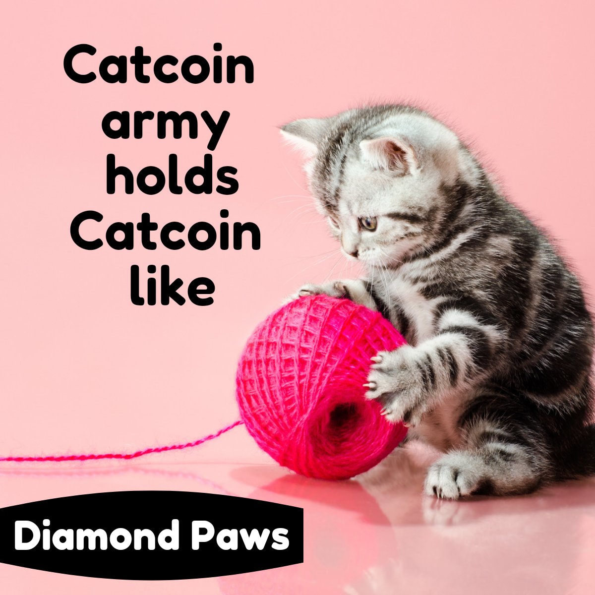 FreeCatcoin's tweet photo. The #Catcoinarmy holds strong, because we know what we are holding. #Catcoin #cryptogem https://t.co/yeKG5MrxRk