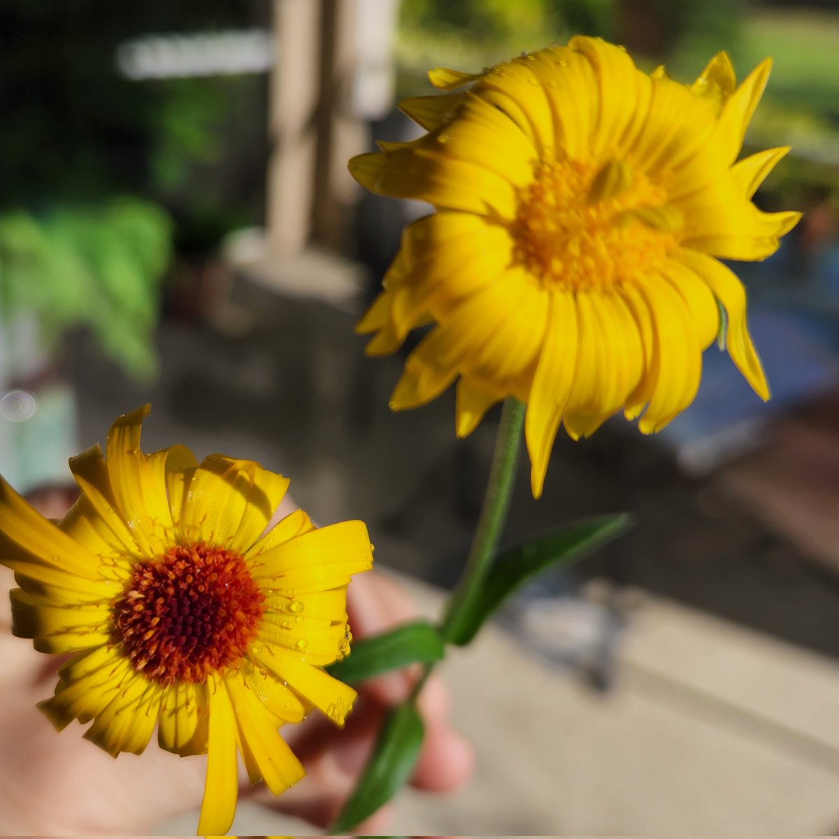 LGUrbanFarm's tweet image. Happy Saturday!