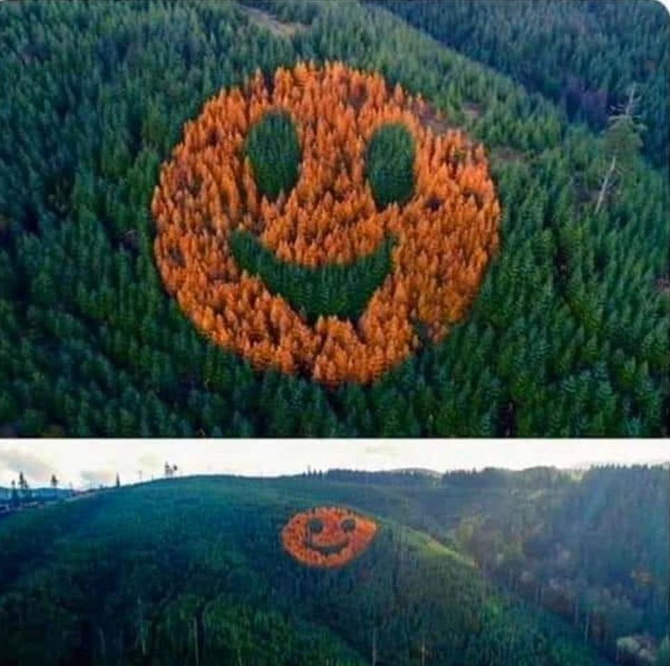 Lumber company owner David Hampton intentionally mixed tree breeds to create a giant smiley face in the fall. It is highly visible to travelers on highway 18 in Oregon. He said, 'I just did it to make people happy.'