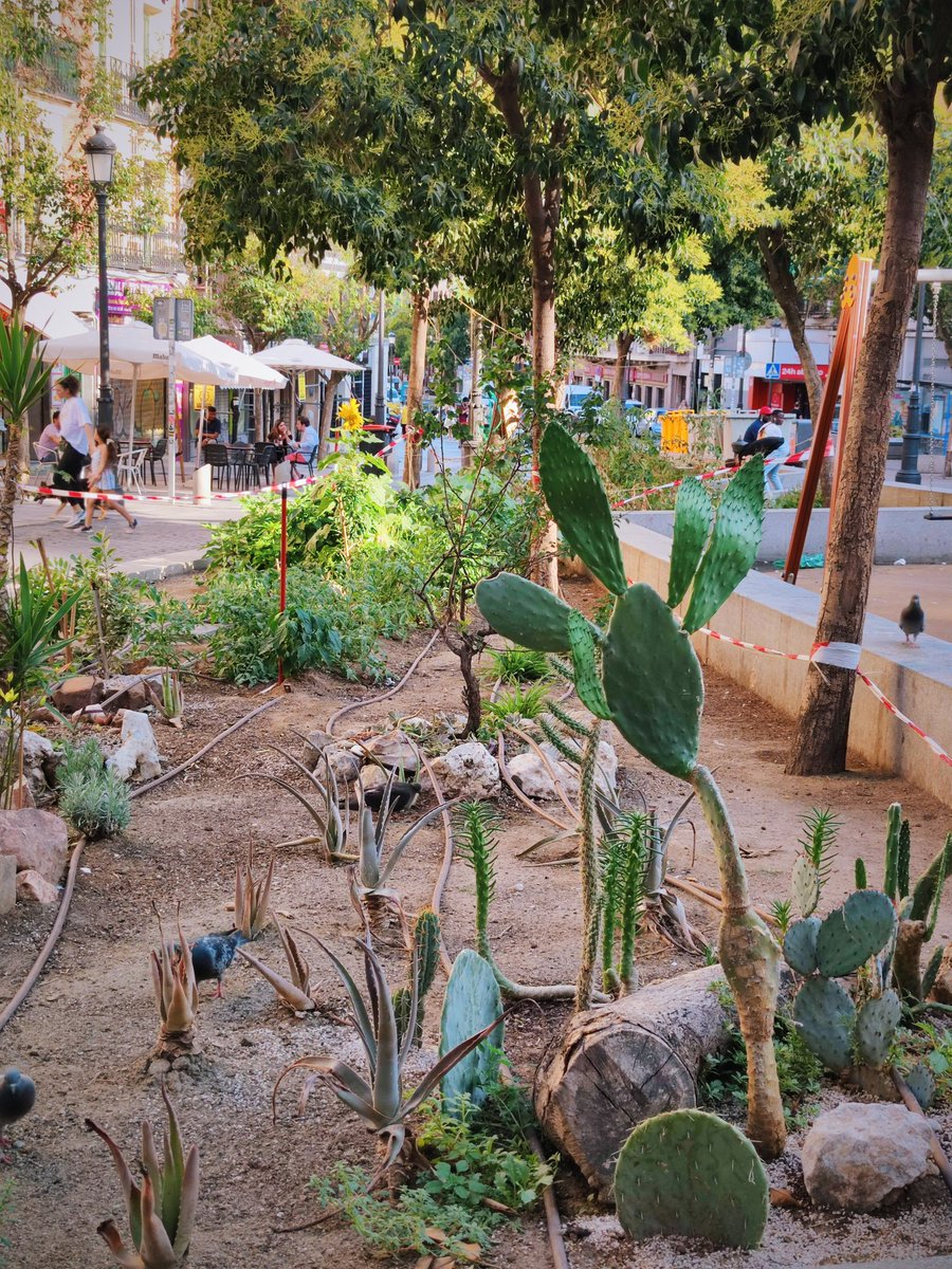 madridnofrills's tweet photo. Yesterday, without warning, the @MADRID council pulled out and threw away the neighborhood garden on Plaza Lavapiés claiming it to be an illegal occupation of public space. They binned vines of baby tomatoes, flowers &amp; cacti in an act of institutional vandalism. https://t.co/W29VJ0Bn4u