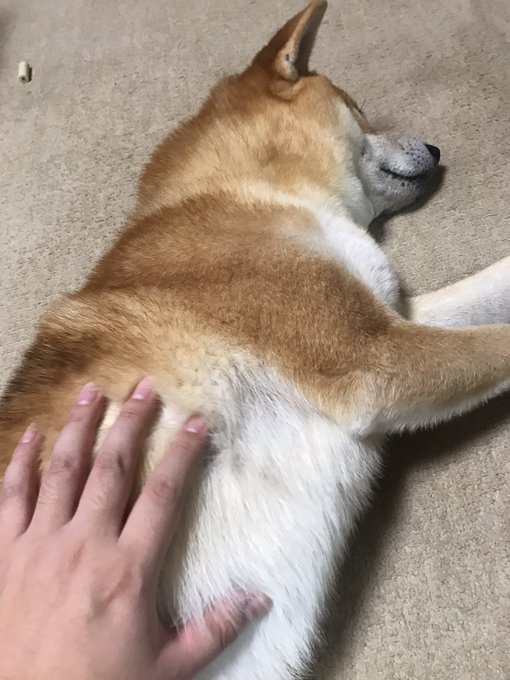 おなかをモフる 