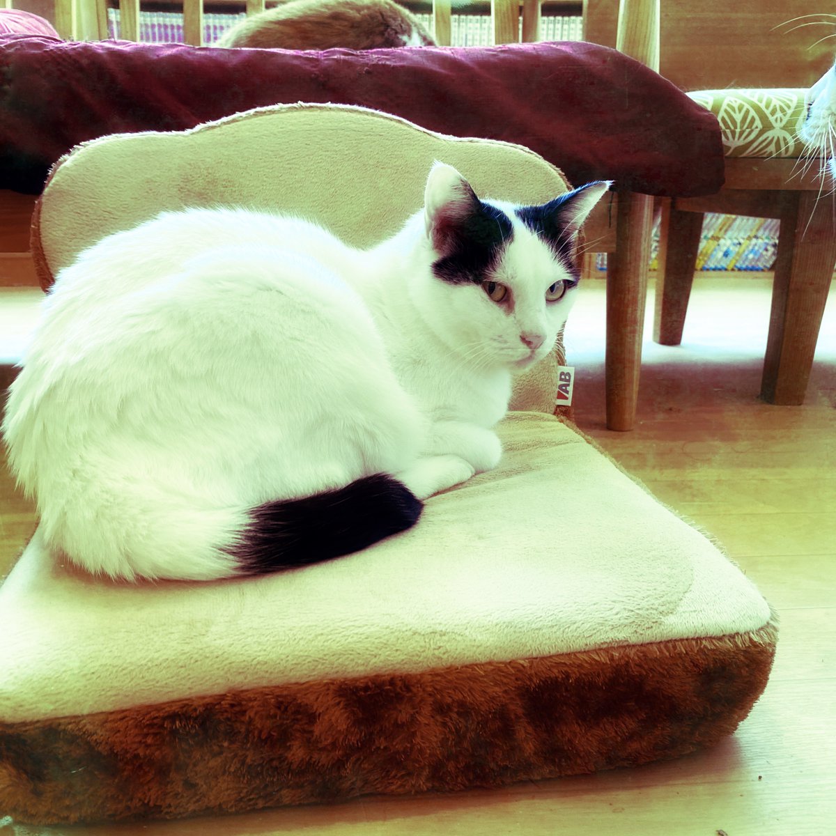 obi_wan_eclipse's tweet photo. #猫式 #cat #ShotoniPhone #Hipstamatic #Lumière #Funktown https://t.co/8sgJ8wF0uv