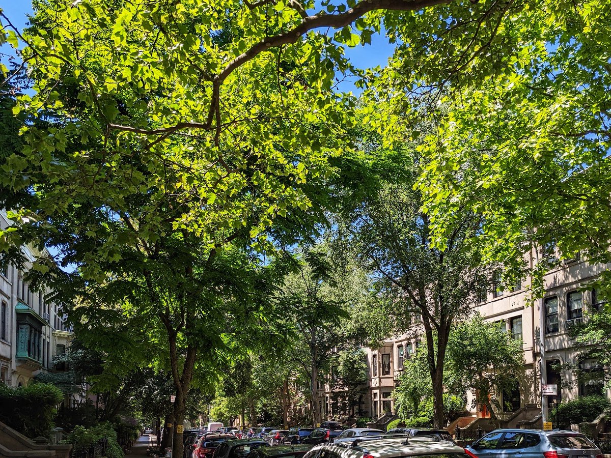 'Urban forest' in Brooklyn. This is actually pretty dense urbanism - as dense as Georgian London - but the wealth of mature trees and the rich planting in the shallow setbacks make it feel almost like woodlands.