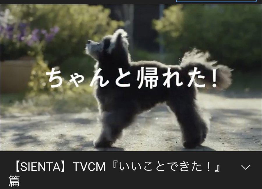 トヨタシエンタcmの犬の犬種は何 ポメプーの名前や年齢と可愛い画像や価格は そのにゅーすって ほんと