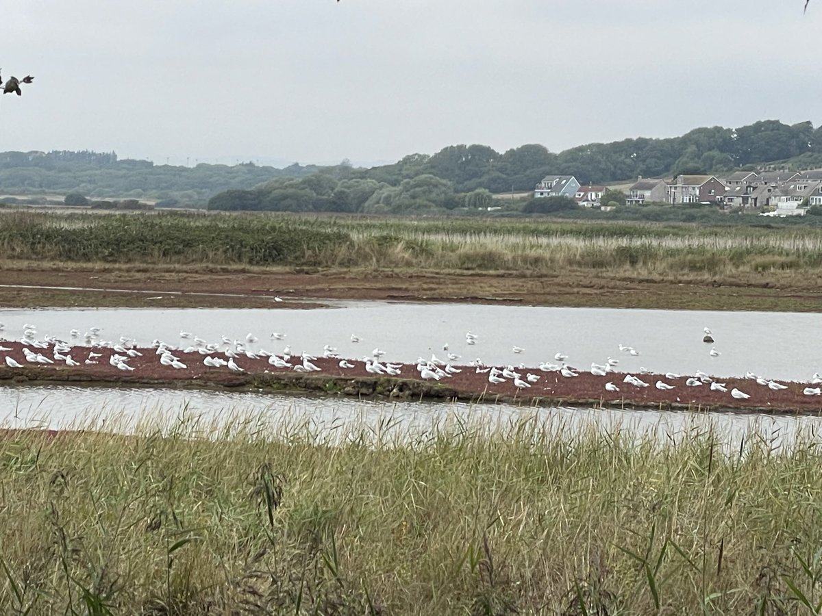 Birdingbybus: today’s adventure Mediterranean gulls on the 503 @RSPBWeymouth