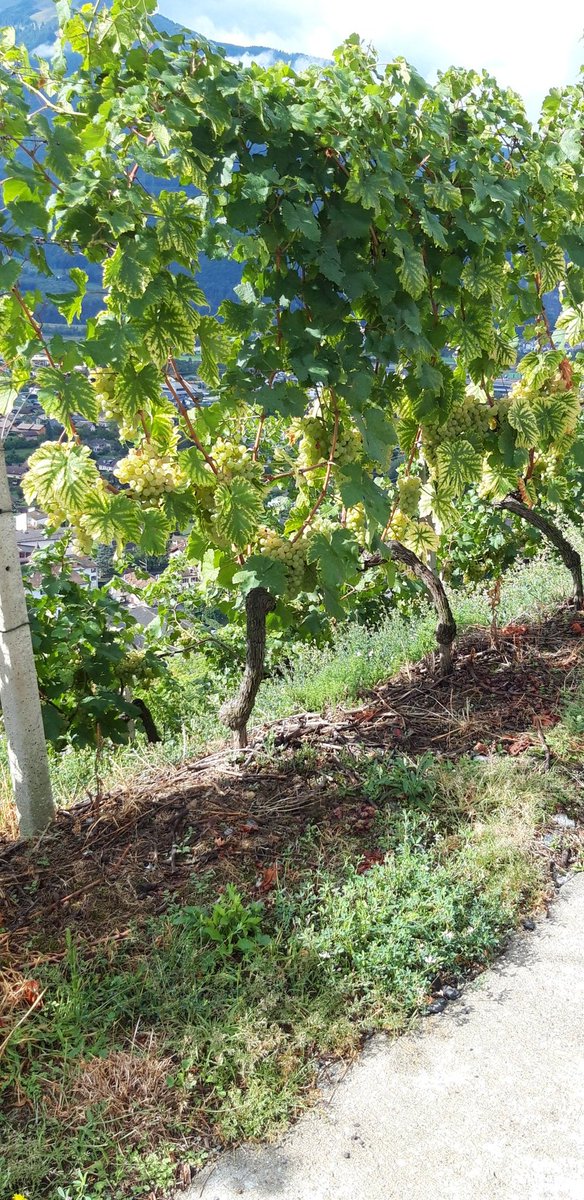 Sandraviscardi1's tweet photo. La vigne est prête pour les vendanges! @bex @tuesdebexsi https://t.co/bXcwFBMcg9