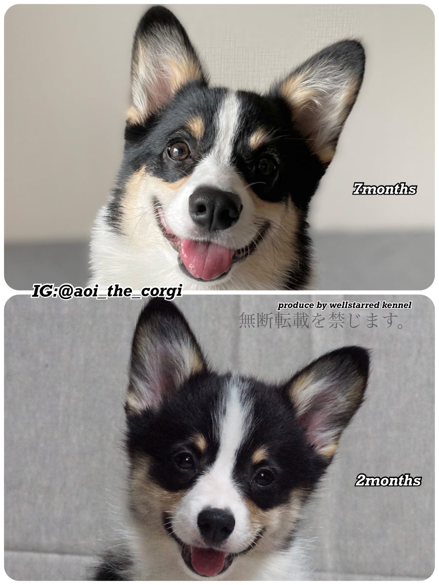 ちゃみ コーギー Cogichachan Twitter