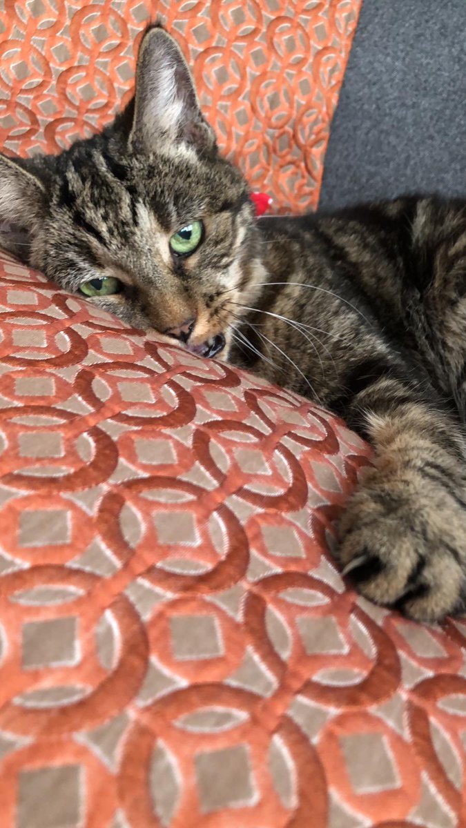 Feeling a little bit naughty this #Caturday 😺😈 #CatsOfTwitter #catsontwitter