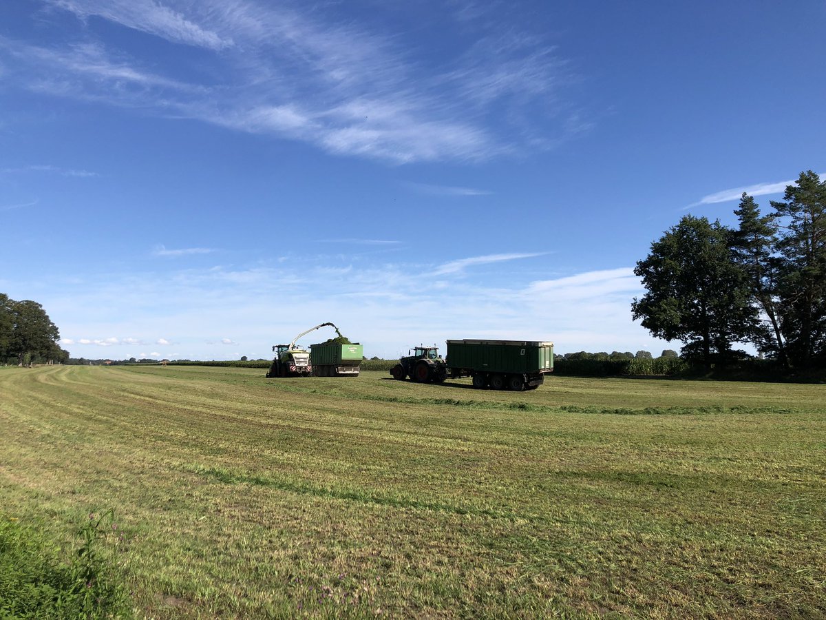 Intensive Nutzung von #Grünland führt zu #Biodiversitätsverlust. Hier wird der Grünschnitt (Anfang September) sofort abtransportiert. nördlich von #Altentreptow. Nachhaltige #Landwirtschaft