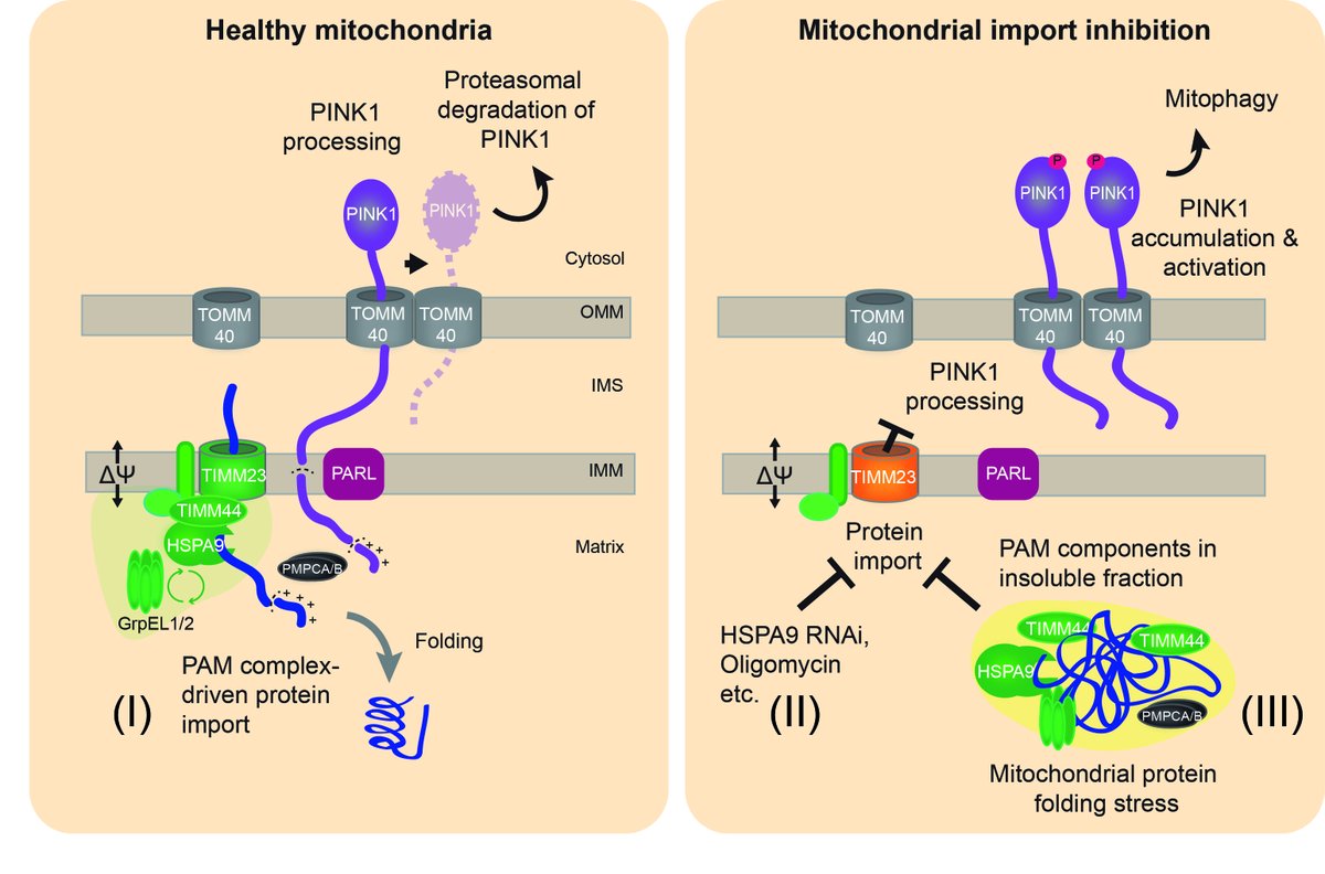 MuenchLab's tweet photo. How does #mitochondria protein misfolding induce #mitophagy?

We found the PAM complex and mito protein import as critical control hub https://t.co/dT0rFaoAri

Great work by PhD student Jonas in collab with @ManuelKaulich and Pohl lab. Thx @dfg_public, @IBC2_GU, @EMBO_YIP
🧵... https://t.co/tXXfROYvg7